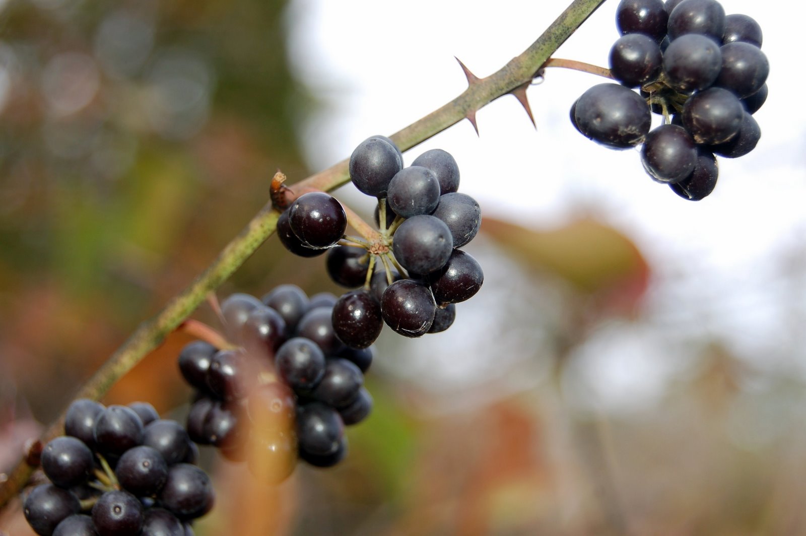 [black+winter+berries.jpg]