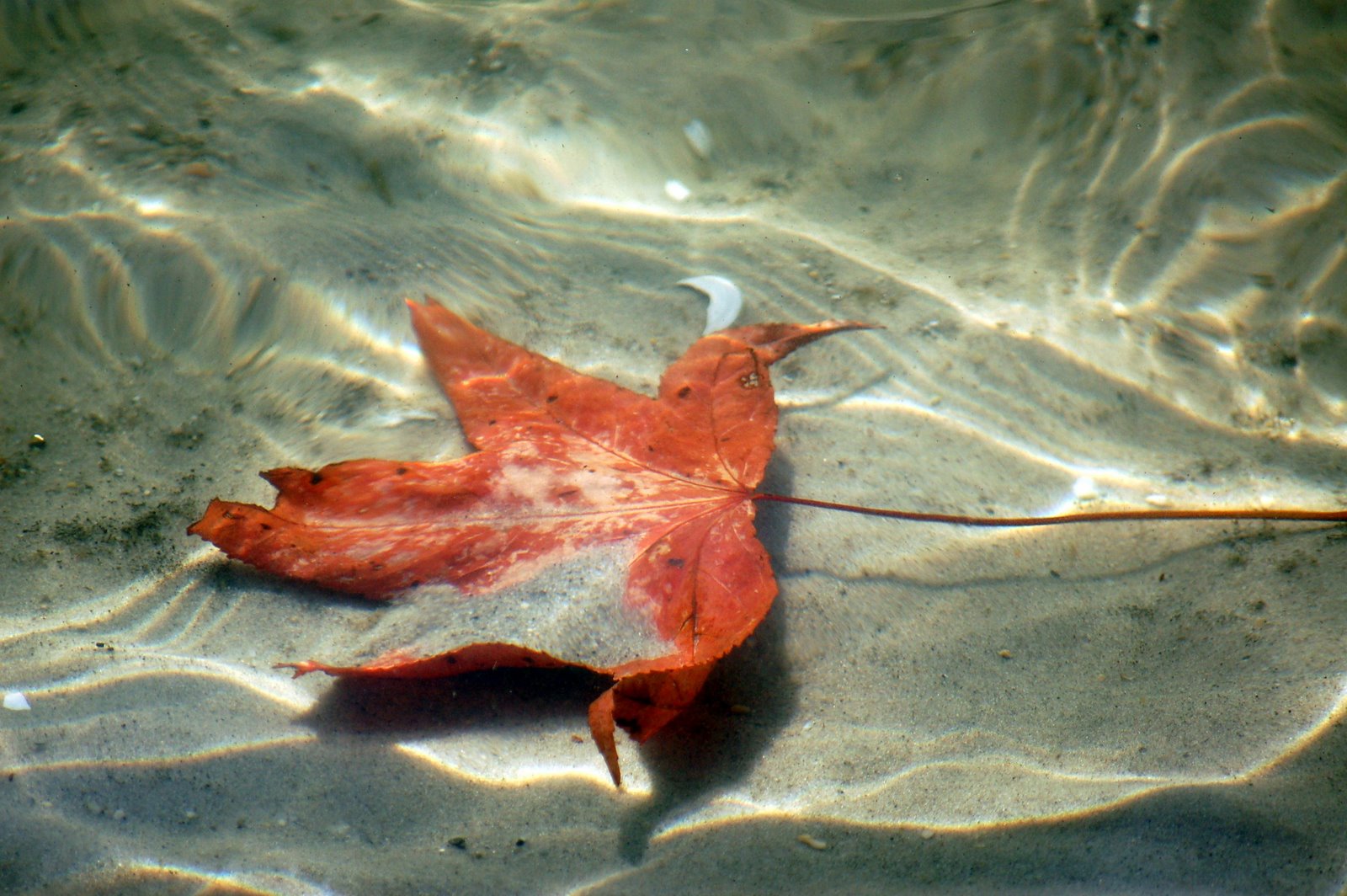[water+leaf.jpg]