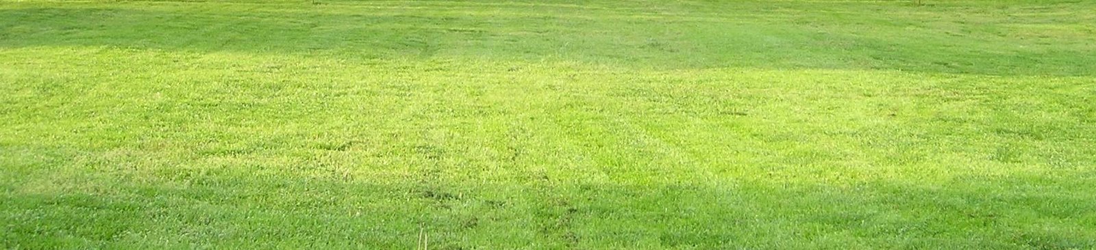 [2008+Green+Grass.jpg]