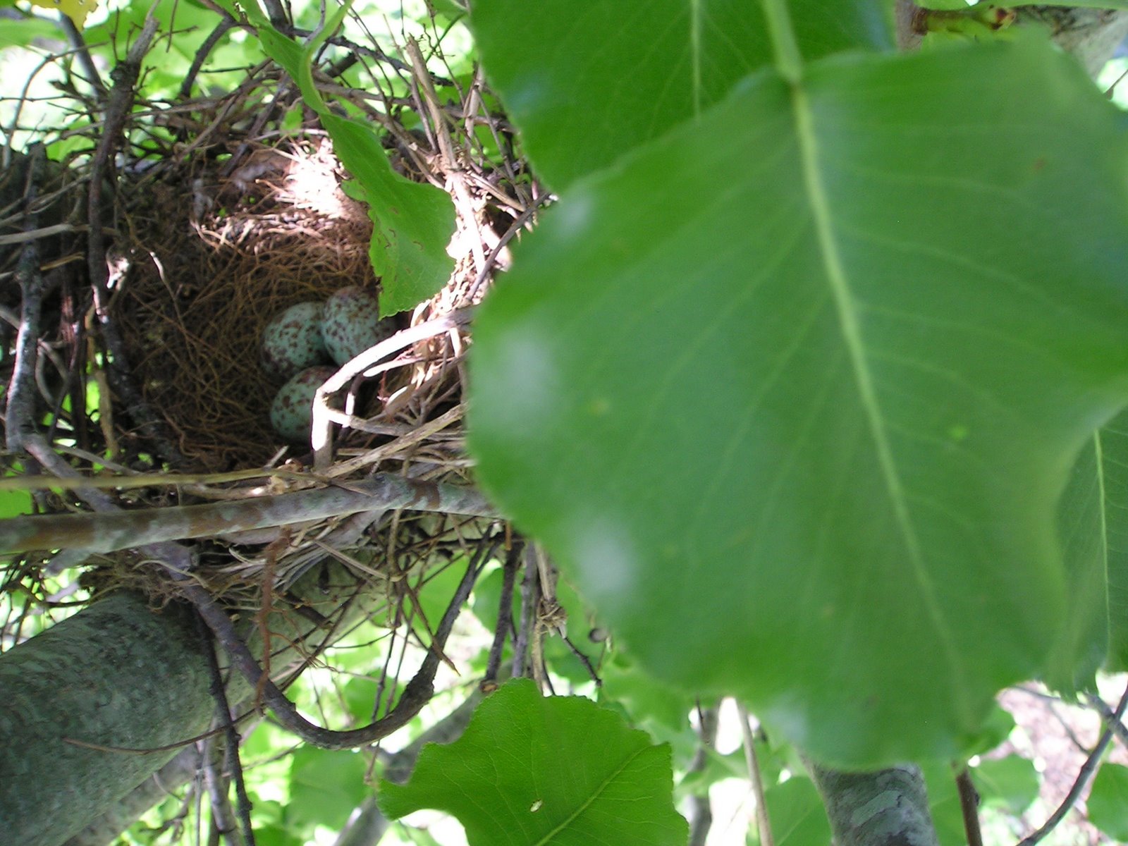 [2008+Bird's+Nest+002.jpg]