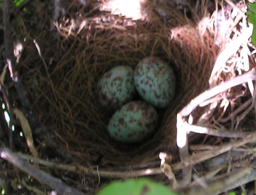 [2008+Bird's+Nest+006.jpg]