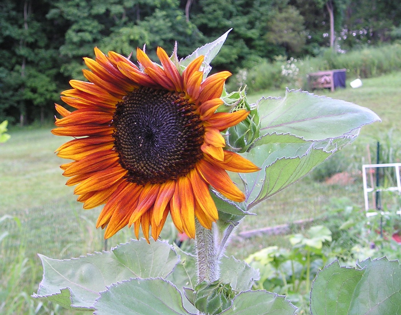 [Sunflowers+6-2008+020.jpg]