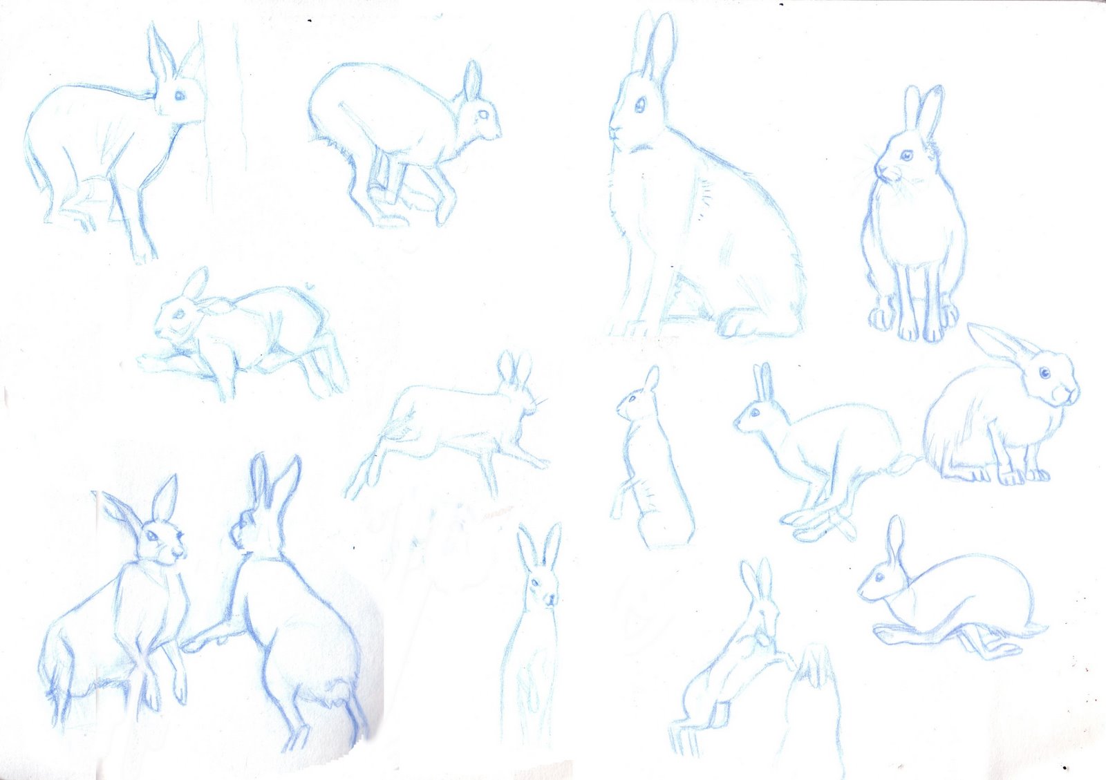 [Hare+sketches.jpg]