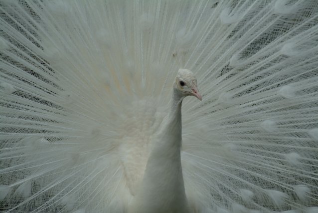[peacock%20mr%20white%20adopt.jpg]
