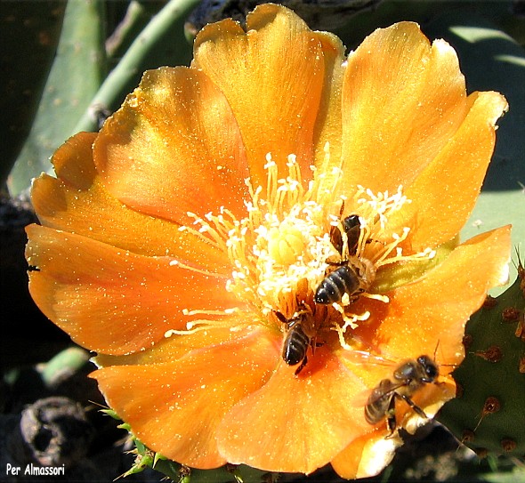 [Flor+palera+amb+abelles.jpg]