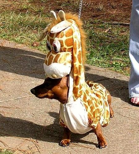 [giraffe-wiener-dog.jpg]