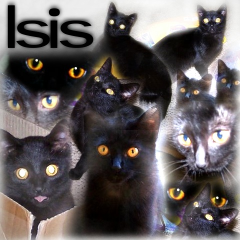 [Isis-collage.JPG]