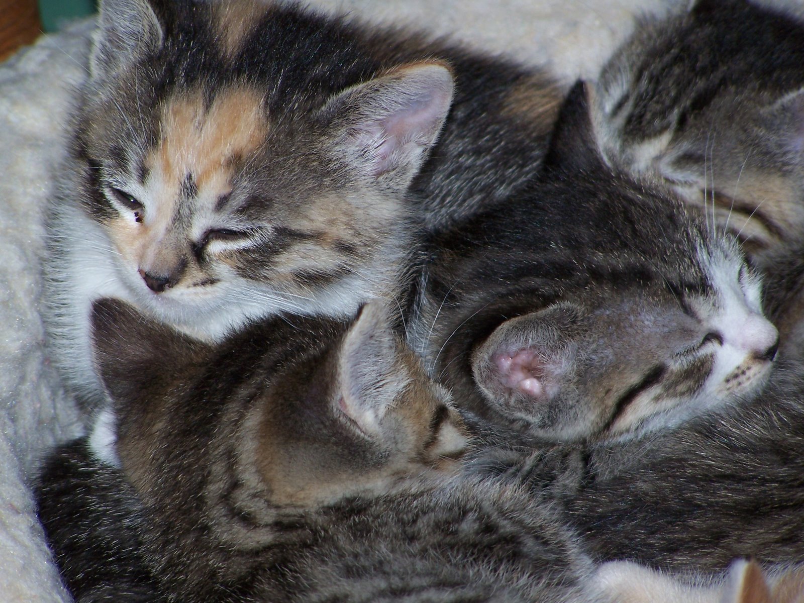 [More+Kittens+009.jpg]