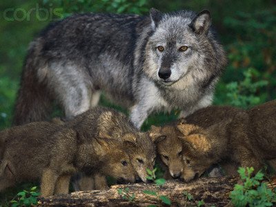 [wolf-and-pups.jpg]