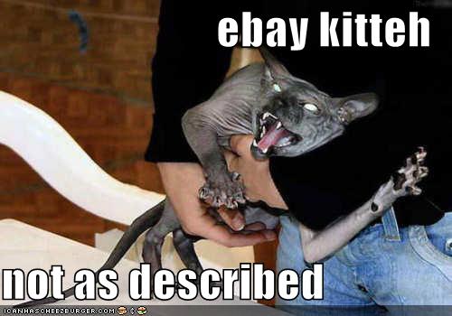 [funny-pictures-crazy-ebay-cat.jpg]