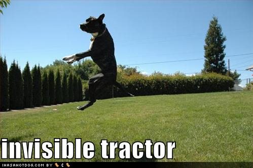 [funny-dog-pictures-dog-drives-invisible-tractor.jpg]