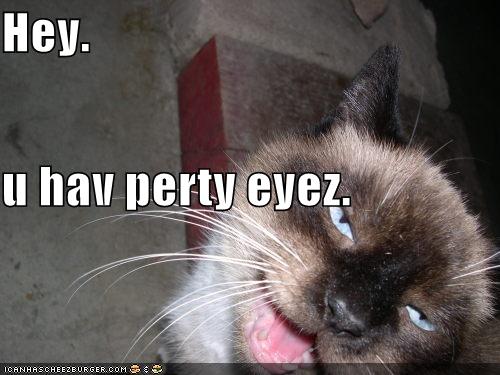 [funny-pictures-creepy-lolcat-hits-on-you.jpg]