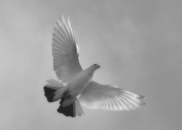 [dove+in+flight.jpg]