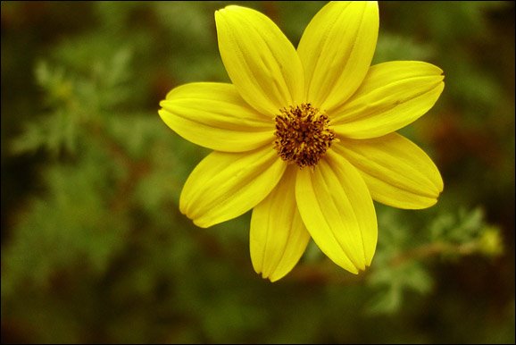 [20060308233558_yellow+flower.jpg]