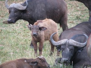 [baby+buffalo.jpg]