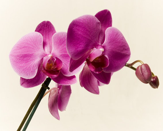 [vacker+orkideewebb.jpg]