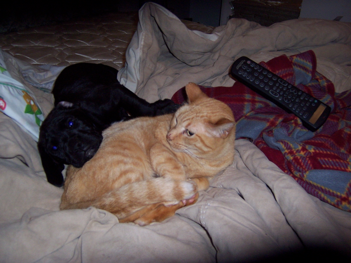 [miss+kitty+and+puppy+039.jpg]
