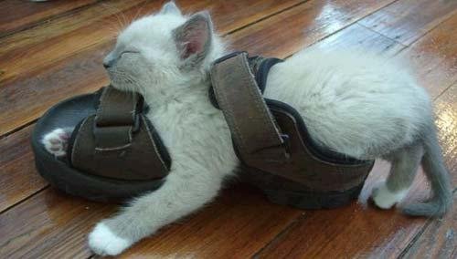 [Cat+and+sandal.bmp]