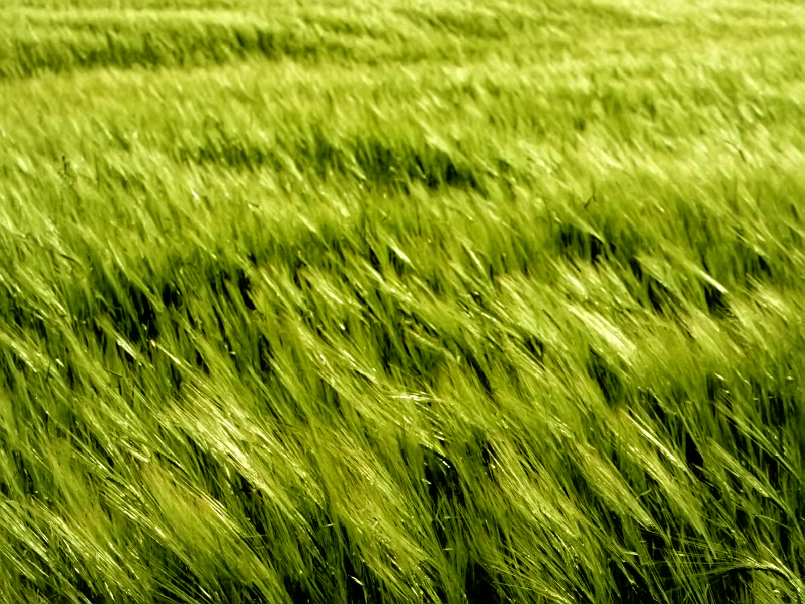 [Barley+Field+wallpaper.jpg]