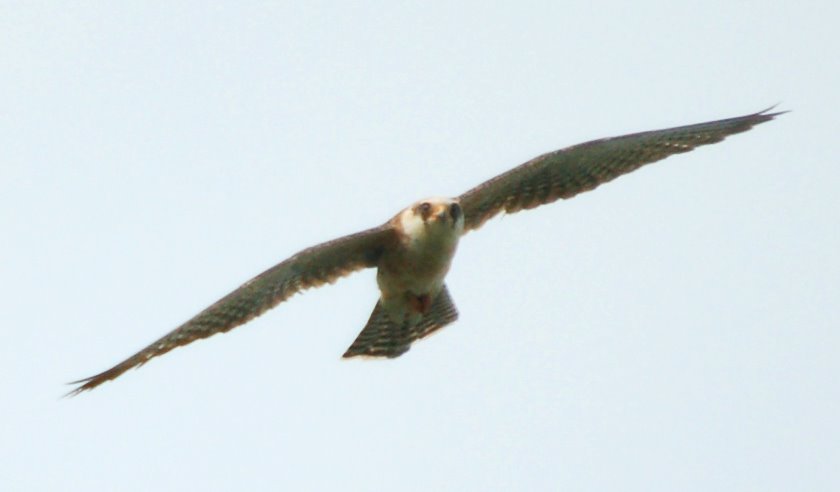 [Red-footed+Falcon+Pugneys+10th+May+2.jpg]