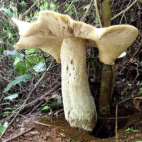 [mexico-gigantic-mushroom-02.jpg]