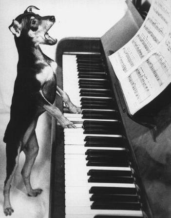 [dog-playing-piano.jpg]
