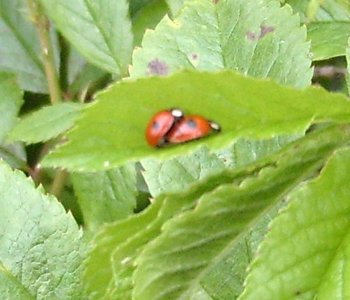 [xx-5-May-ladybird-3.jpg]