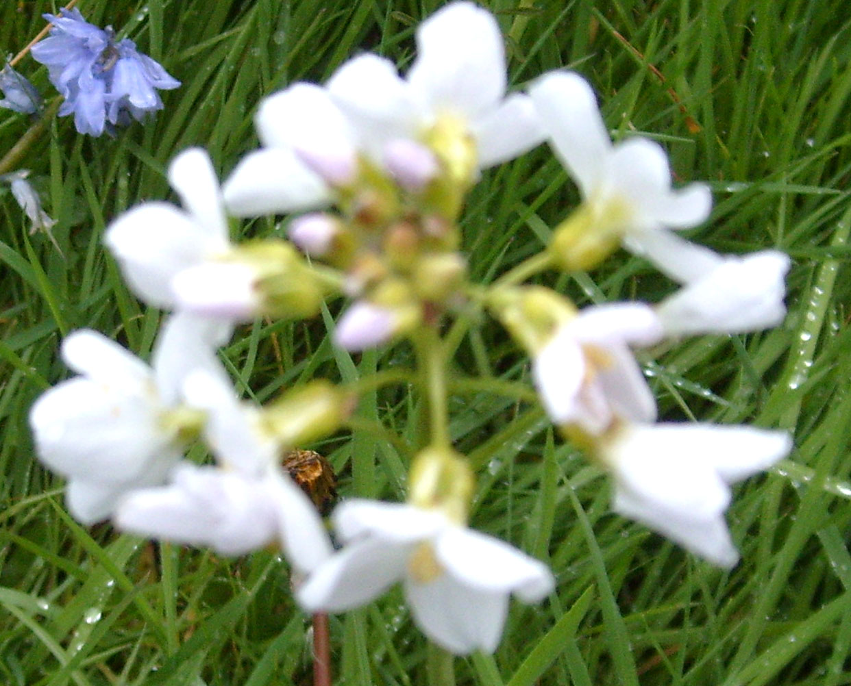 [xx-2-May-Cuckoo-Flower.jpg]
