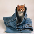 [kitten+in+pants.jpg]