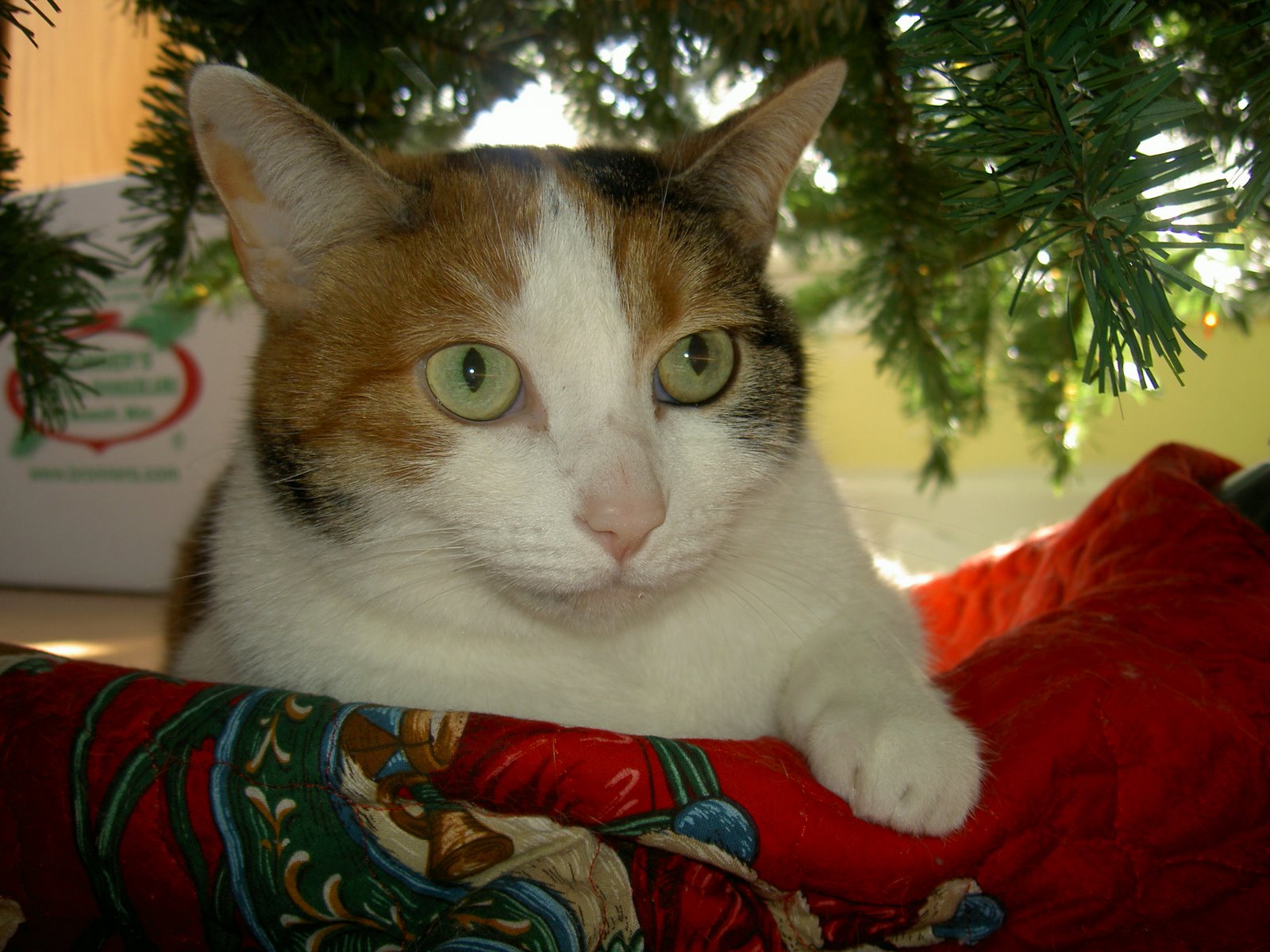 [Christmas+07+Kitty+under+tree+great.jpg]