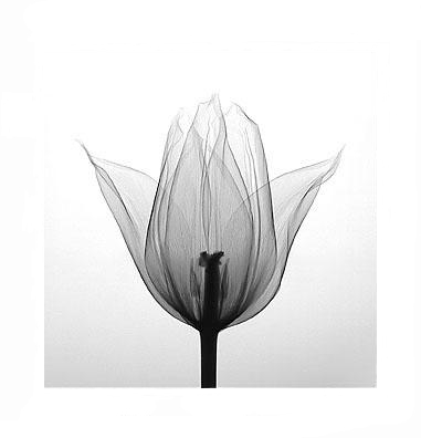[Triumph+Tulip,++by+Steven+N.+Meyers.JPG]