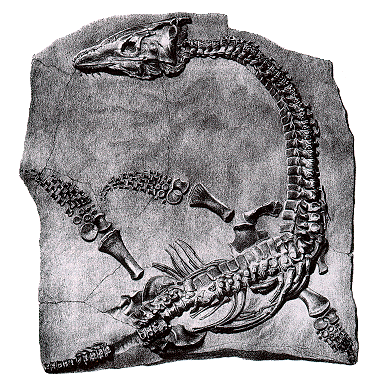 [pleisaur-fossil-berkeley.jpg]
