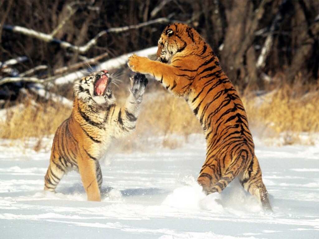 [Cat+Fight,+Siberian+Tigers.jpg]