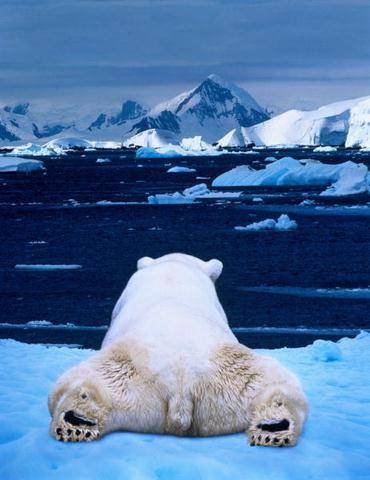 [relaxing+polar+bear.bmp]