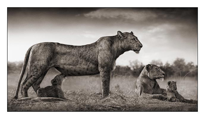 [nick-brandt_lioness-with-cub-feeding.jpg]