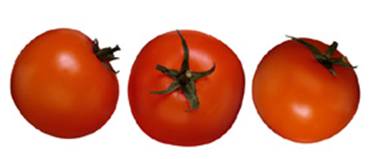 [tomaten.jpg]