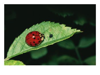 [A-Close-View-of-a-Ladybug-and-Aphid-on-a-Leaf-Photographic-Print-C11950583.jpeg]