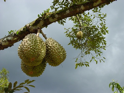 [Durian_fruits_in_tree.jpg]