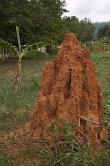 [termite.jpg]
