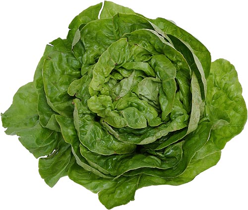 [lettuce3.jpg]