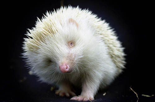 [albino-hedgehog.jpg]