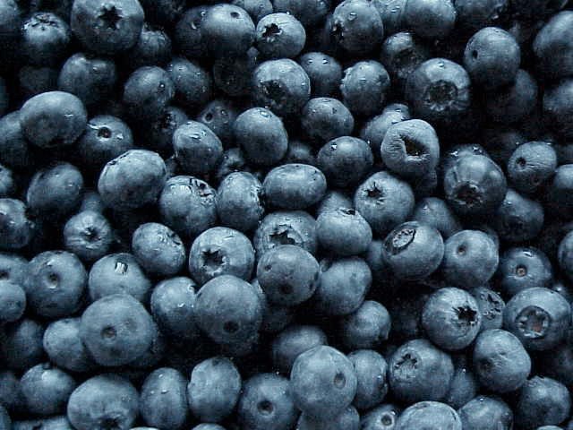 [blueberries_earlyblue.jpg]
