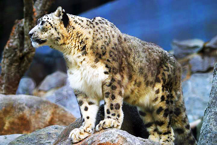 [Lightmatter_snowleopard.jpg]