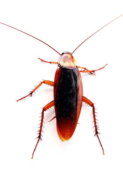 [cockroach-1.jpg]