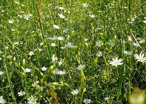 [field-of-white-daisys.jpg]