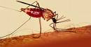 El peor tipo de malaria se extiende por América y Asia.