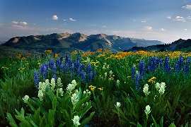 [mountainflowers.small.jpg]