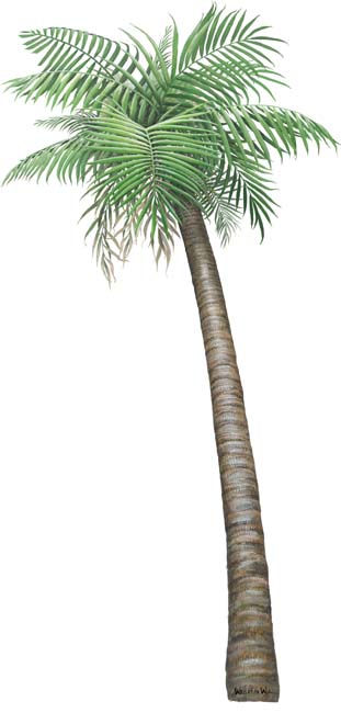 [Palm+Tree.jpg]