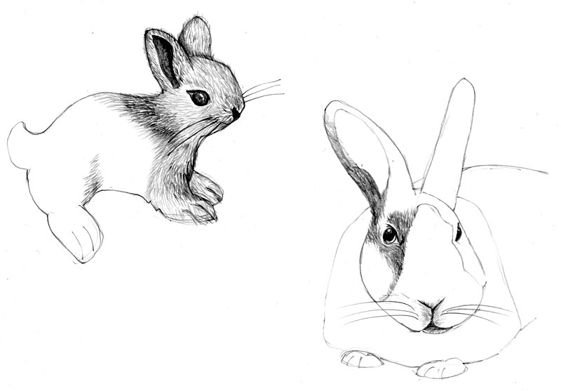 [rabbits.jpg]