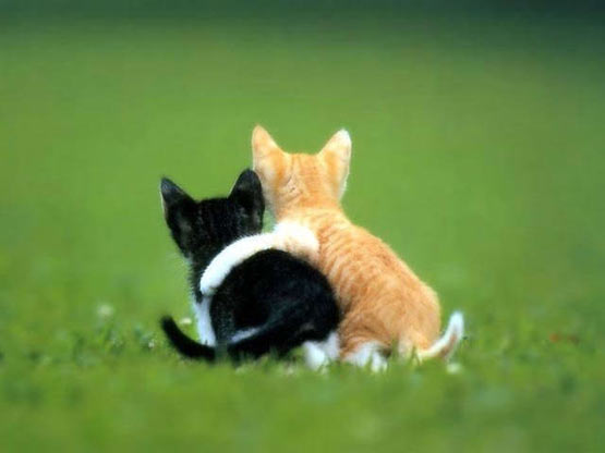 [hugging_kittens.jpg]